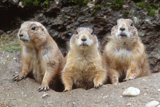 Black-tailed Prairie Dogs (Cynomys ludovicianus), Salzburg Zoo, Austria