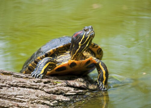 Red-eared slider (Trachemys scripta elegans) sunbathing, captive, Thuringia, Germany