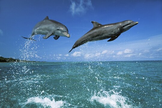 Bottlenosed Dolphins (Tursiops truncatus) leaping, Caribbean, Central America