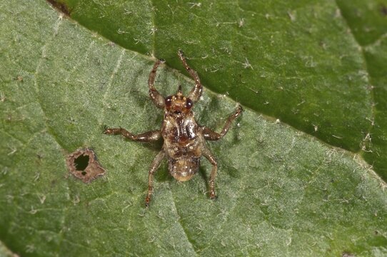 Deer Ked or Deer Fly (Lipoptena cervi) without wings, Baden-W&uuml;rttemberg, Germany