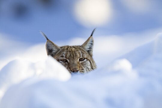 European lynx (Felis lynx, Lynx lynx) in the snow, captive