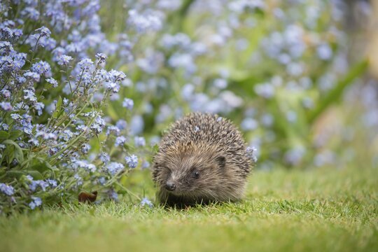 European hedgehog (Erinaceus europaeus) adult walking across a garden lawn next to a flower border with flowering Forget-Me-Nots in the Spring, Suffolk, England, United Kingdom