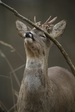 Male Roe Deer (Capreolus capreolus) rubbing its antlers against a tree, shedding loose pieces of antler velvet