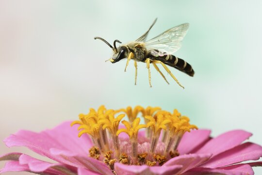 Sweat Bee (Halictus scabiosae), male, in flight, at a zinnia, Zinnia elegans, Germany