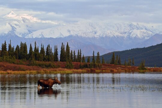 Elk (Alces alces) stands in water and eats, Wonder Lake off Alaska Range, Denali National Park, Alaska, USA
