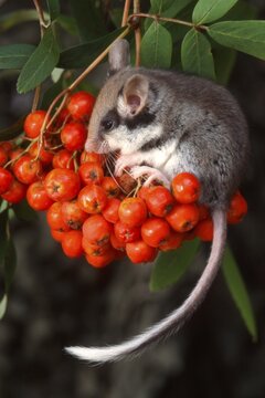 Garden Dormouse (Eliomys quercinus), Schwaz, Tyrol, Austria, Europe