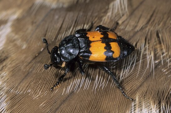 Burying beetle (Necrophorus vespilloides) on a dead buzzard