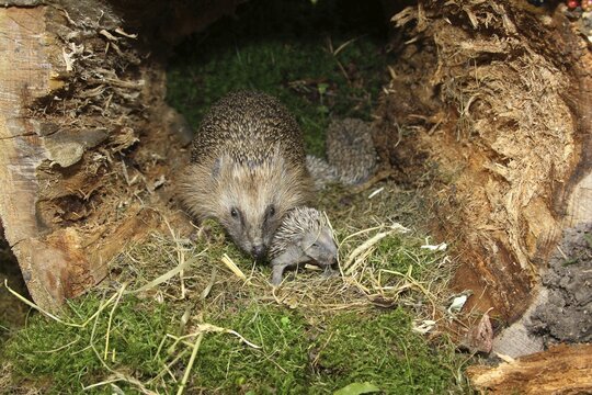 European Hedgehog (Erinaceus europaeus) with young, 13 days, just about to open the eyes, in the nest in an old tree stump, Allg&auml;u, Bavaria, Germany