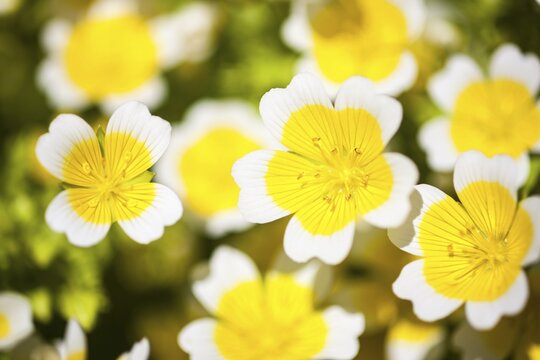 Poached egg plant or Douglas' meadowfoam (Limnanthes douglasii), flowers, The Lost Gardens of Heligan, Cornwall, England, United Kingdom