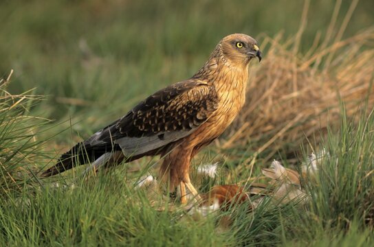 Western Marsh Harrier (Circus aeruginosus), male with prey, Hortobagy, Hajd&uacute;-Bihar, Hungary, Europe