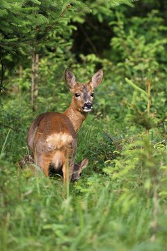 Roe deer (Capreolus capreolus), doe with fawn, 14 days old, in the woods, Allgaeu, Bavaria, Germany, Europe