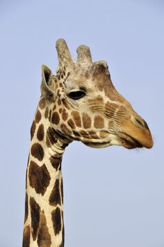 Somali Giraffe (Giraffa camelopardalis reticulata), Sir Bani Yas Island, Abu Dhabi, United Arab Emirates, Arabia, Near East, Orient