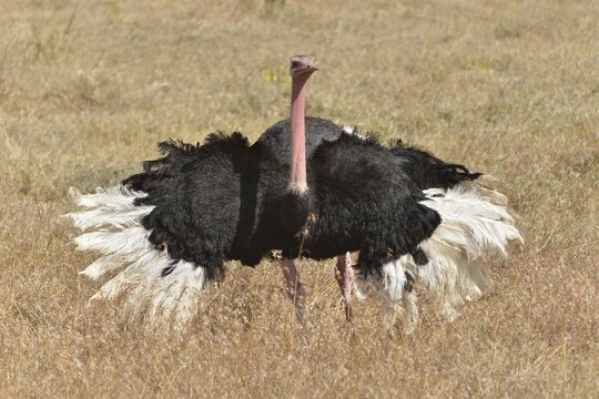 African Ostrich (Struthio camelus) performing a mating dance, Ngorongoro Conservation Area, Tanzania
