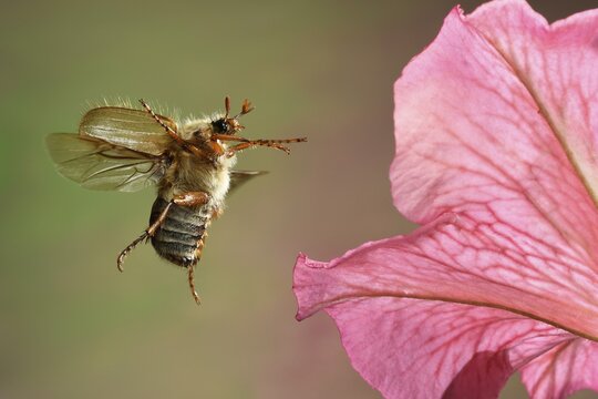 European June beetle (Amphimallon solstitiale) in flight on one of the flowers of a stock rose (Alcea rosea), Germany