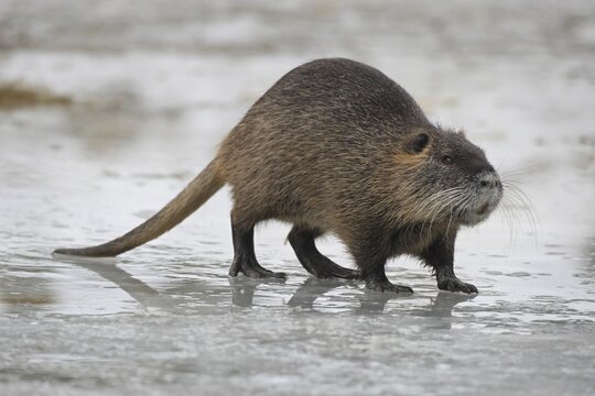 Nutria or Coypu (Myocastor coypus) crossing a frozen pond, Bavaria, Germany