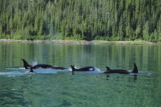 Orcas (Orcinus orca), Alaska, USA