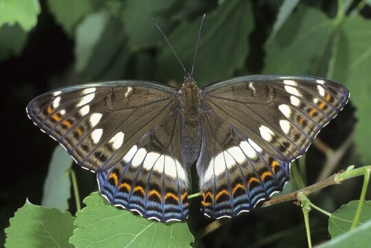 Poplar Admiral (Limenitis populi), female sunbathing