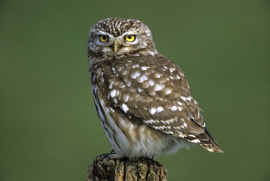 Little owl (Athene noctua), owl, Hortobagy, Puszta, Hungary