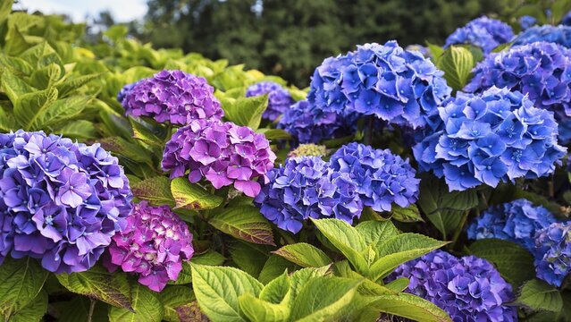Flowers of a bigleaf hydrangea (Hydrangea macrophylla), pink, blue, hydrangea hedge, close-up, Cornwall, southern England, England, Great Britain