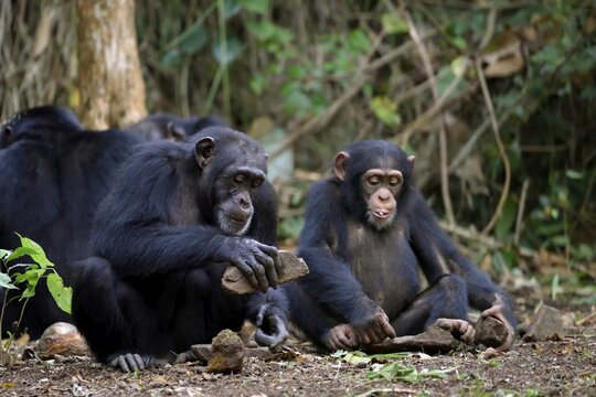 Western chimpanzees (Pan troglodytes verus) with stone cracking palm nuts, rainforest, use of tools, at Bossou, Nz&eacute;r&eacute;kor&eacute; Region, Guinea