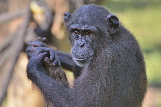 West African Chimpanzee (Pan troglodytes verus), Tacugama Chimpanzee Sanctuary, Province Western Area Tacugama, Sierra Leone