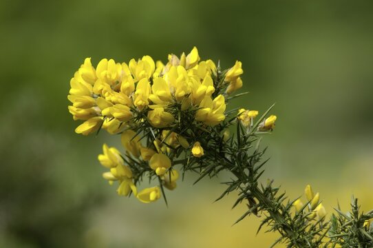 Whin Ulex europaeus Dartmoor National Park Devon England