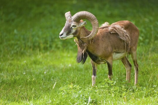 European Mouflon (Ovis orientalis musimon), ram moulting, grazing, captive, Bavaria, Germany
