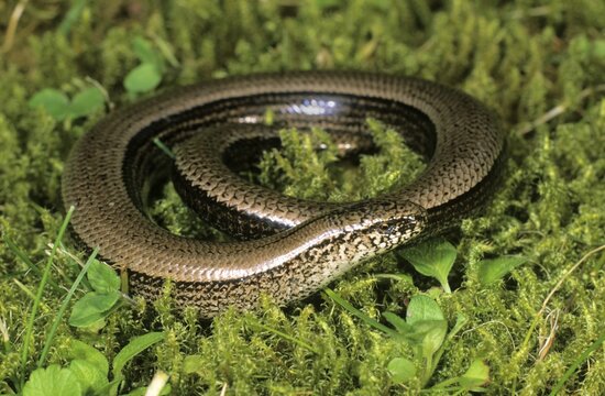 Slow worm or blindworm (Anguis fragilis) sunbathing