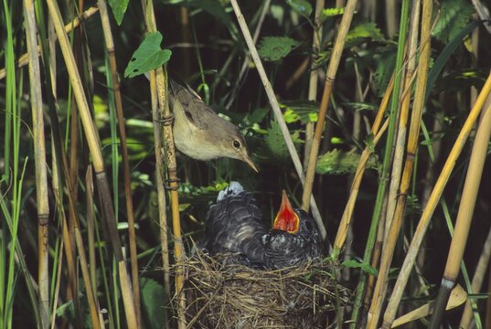 Common Cuckoo (Cuculus canorus) feeded by Eurasian Reed Warbler, Hortobagy-Lakes, Hungary