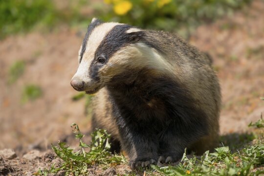 European badger (Meles meles), captive, Hesse, Germany
