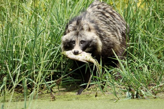 Raccoon Dog (Nyctereutes procyonoides) with a fish