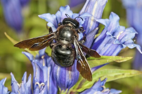 Violet Carpenter Bee or Indian Bhanvra (Xylocopa violacea) on a Willow Gentian (Gentiana asclepiadea), Bavaria, Germany