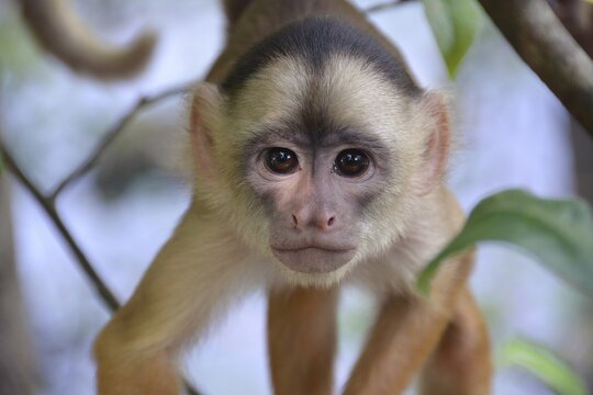 White-fronted Capuchin (Cebus albifrons), Mamiraua Sustainable Development Reserve, near Manaus, Amazonas State, Brazil