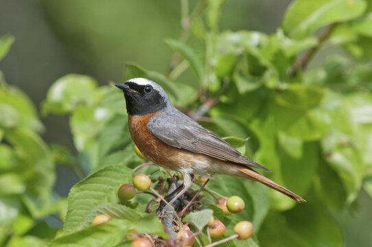 Common Redstart (Phoenicurus phoenicurus), male in a cherry tree, Baden-W&uuml;rttemberg, Germany