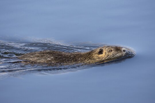 Coypu, also river rat or nutria (Myocastor coypus) swimming in water, Karlsruhe, Baden-W&uuml;rttemberg, Germany