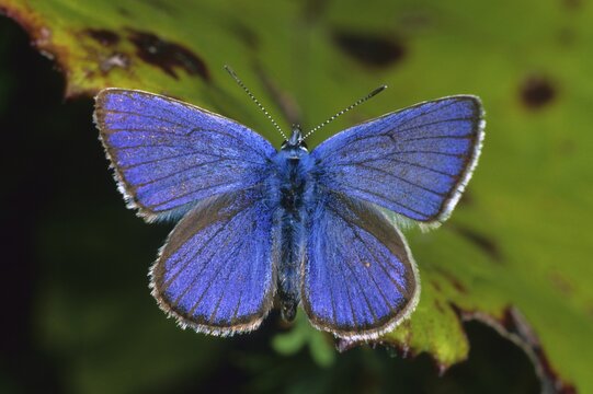 Mazarine Blue