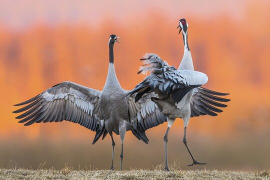 Cranes (grus grus) perform courtship display with flapping wings, Dance of the Cranes, V&auml;sterg&ouml;tland, Sweden
