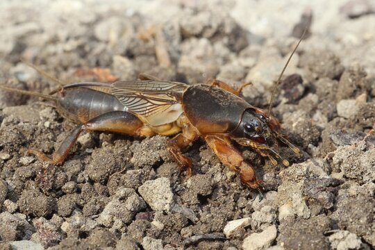European Mole Cricket (Gryllotalpa gryllotalpa), cleans one of its long feelers, Allg&auml;u, Bavaria, Germany