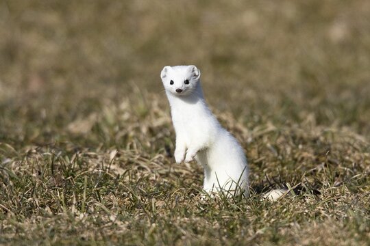 Stoat, ermine (Mustela erminea) in winter coat, Germany, Europe