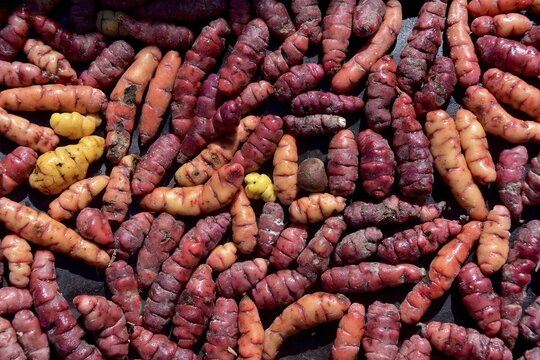 Oca (Oxalis tuberosa), Yam, on a baking tray, Bolivia