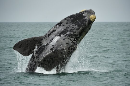 Southern right whale (Eubalaena glacialis), breaching, jumps out of the water, L&uuml;deritz, Atlantic, Namibia