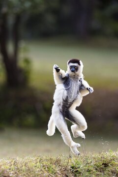 Verreaux's sifaka (Propithecus verreauxi), mother with animal baby on her back, dancing, Nahampoana Reserve, South Madagascar, Madagascar