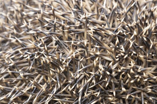 European hedgehog (Erinaceus europaeus) adult animal close up of its prickly spines, Suffolk, England, United Kingdom