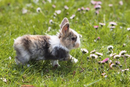 Young Rabbit (Oryctolagus cuniculus forma domestica) on a flowery meadow