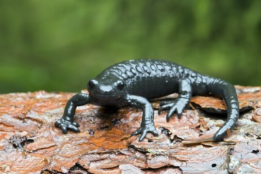 Alpine Salamander (Salamandra atra), Lechtal, Tirol, Austria