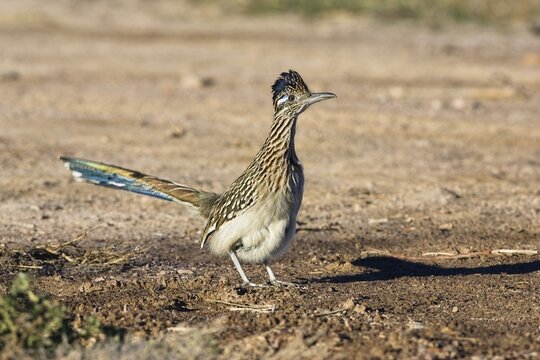 Greater Roadrunner (Geococcyx californianus), Bosque del Apache Wildlife Refuge, New Mexico, North America, USA