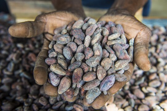 Woman holding cocoa beans in ther hands, Cocoa plantation Roca Aguaize, East coast of Sao Tome, Sao Tome and Principe, Atlantic Ocean
