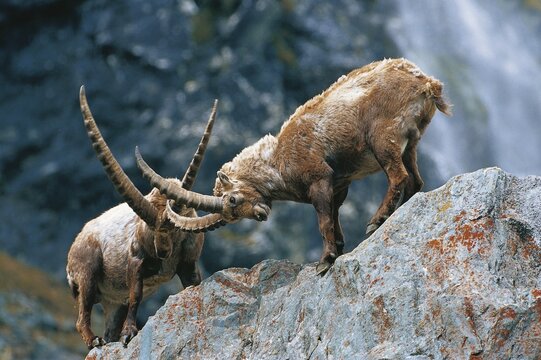 Male Alpine Ibexes (Capra ibex), locking antlers, fighting, East Tyrol, Austria, Europe