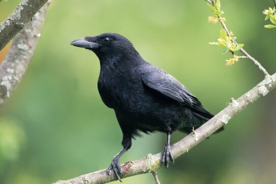 Carrion Crow (Corvus corone corone), Allgaeu, Germany, Europe