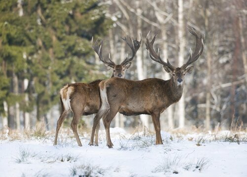 Red Deer (Cervus elaphus), stags in the snow, captive, Saxony, Germany